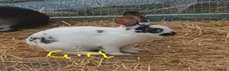 Mixed Breed rabbits for sale: 7 baby rabbits and a 12 month old male (dad!) - Advert 1