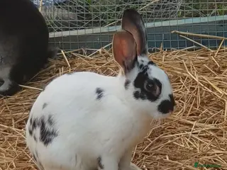 Mixed Breed rabbits 7 baby rabbits and a 12 month old male (dad!) - Advert 5