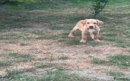 Labrador Retriever dogs for sale: KC Reg Yellow Champagne golden Labrador Puppy boy in Spalding - Image 4
