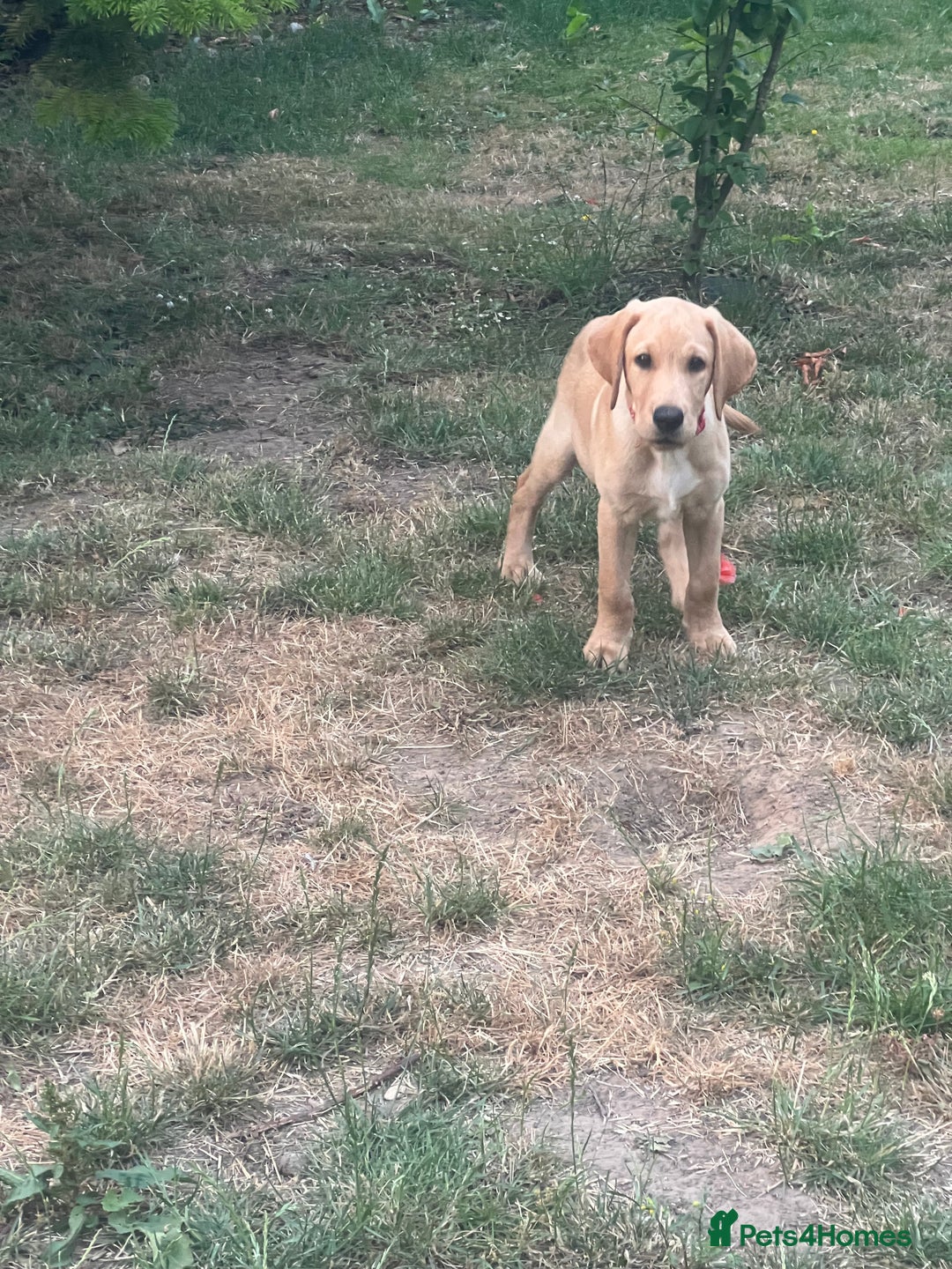 Labrador Retriever dogs for sale: KC Reg Yellow Champagne golden Labrador Puppy boy in Spalding - Image 4
