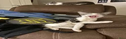 Mixed Breed cats for sale: Marielle - Advert 9