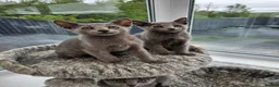 Russian Blue cats for sale: GCCF REGISTERED RUSSIAN BLUE KITTENS  - Advert 13