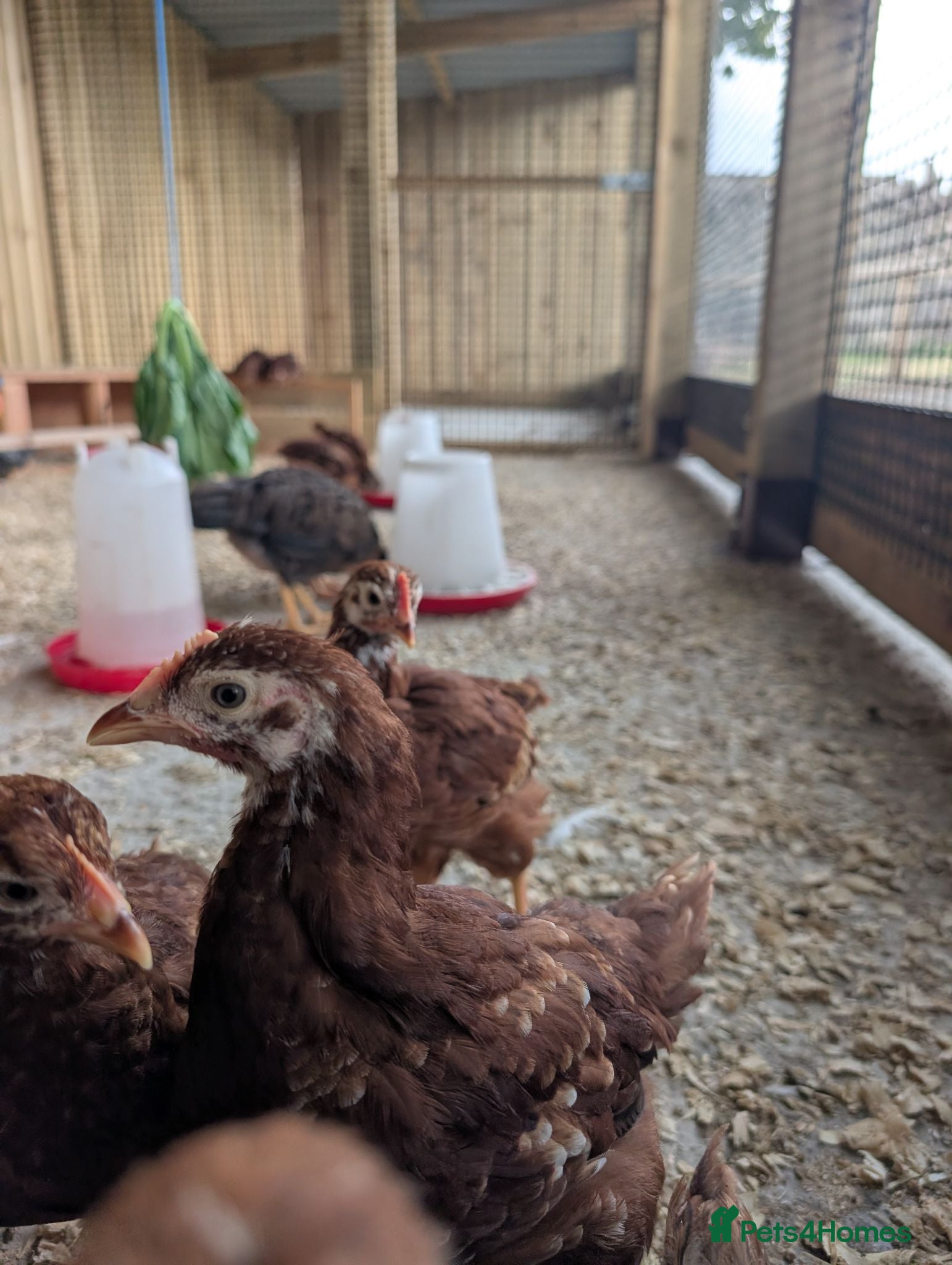Chickens poultry Warren / Loham Brown Chicks - Advert 1