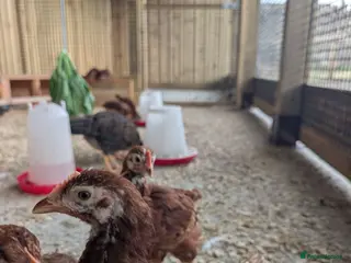 Chickens poultry for sale: Warren / Loham Brown Chicks - Advert 2