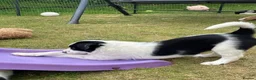 Border Collie dogs for sale: Absolutely Gorgeous Black&White Border Collie Pups - Advert 11