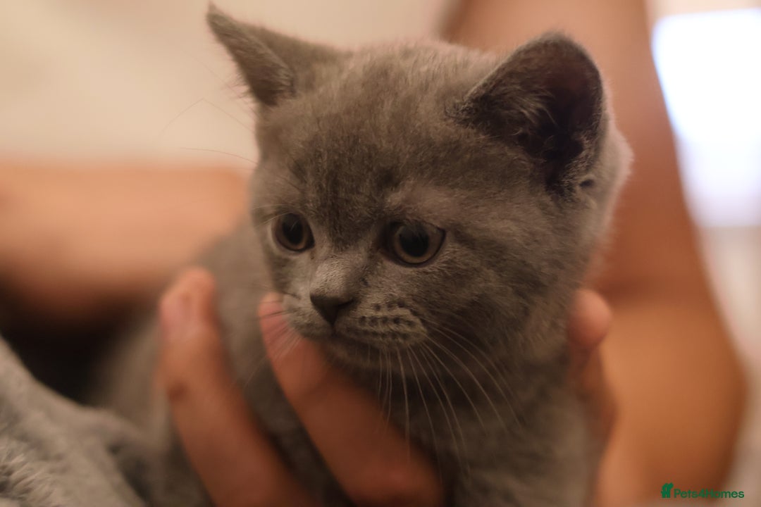 British Shorthair cats for sale: Teddy-Soft Blue British Shorthair Kitten - Image 5