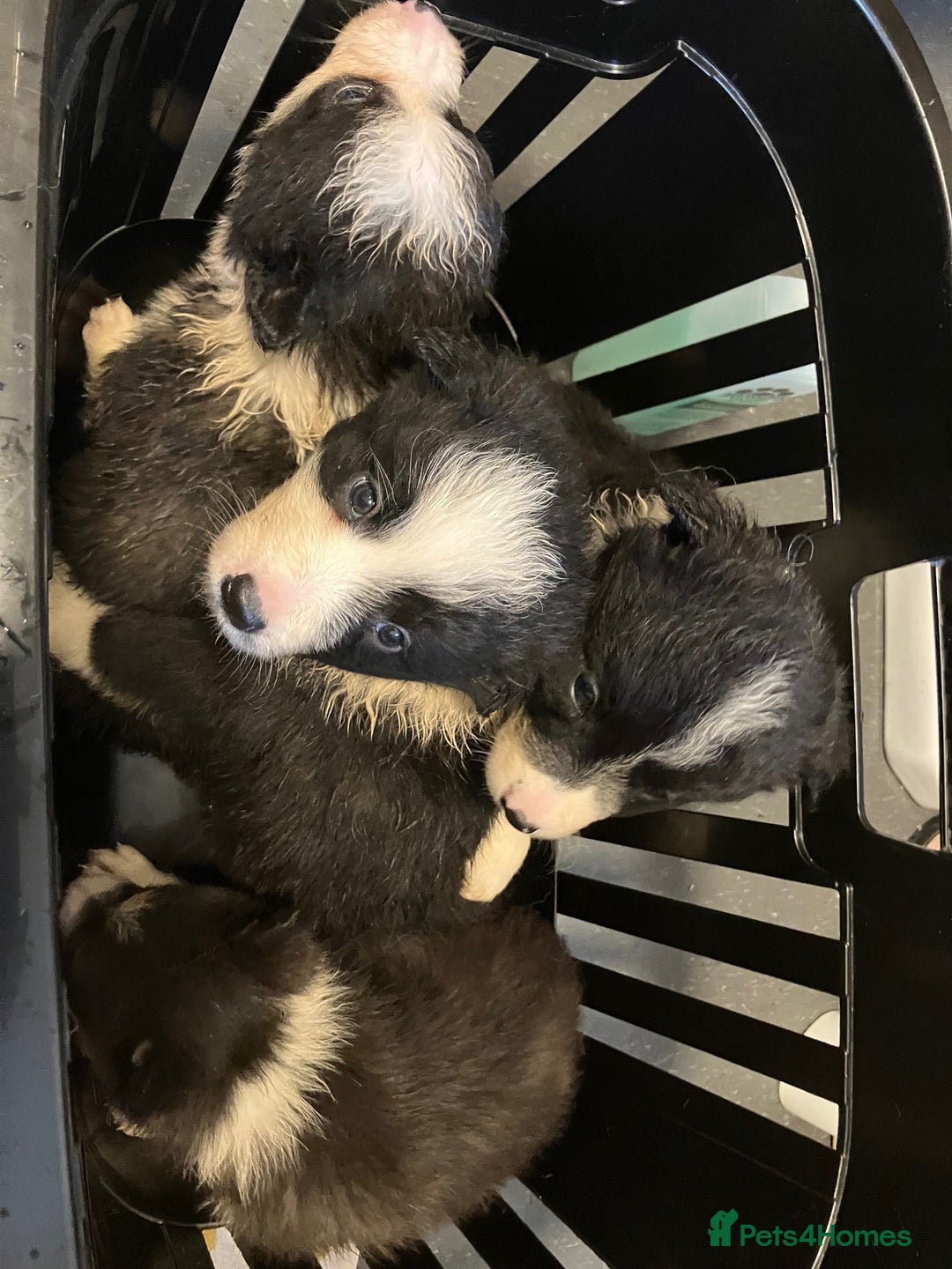 Border Collie dogs for sale: Border Collie Puppies  - Advert 11