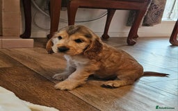 Cocker Spaniel dogs for sale: 🐾 KC Show Cocker Puppies 💛 Fully Health Tested  - Image 2