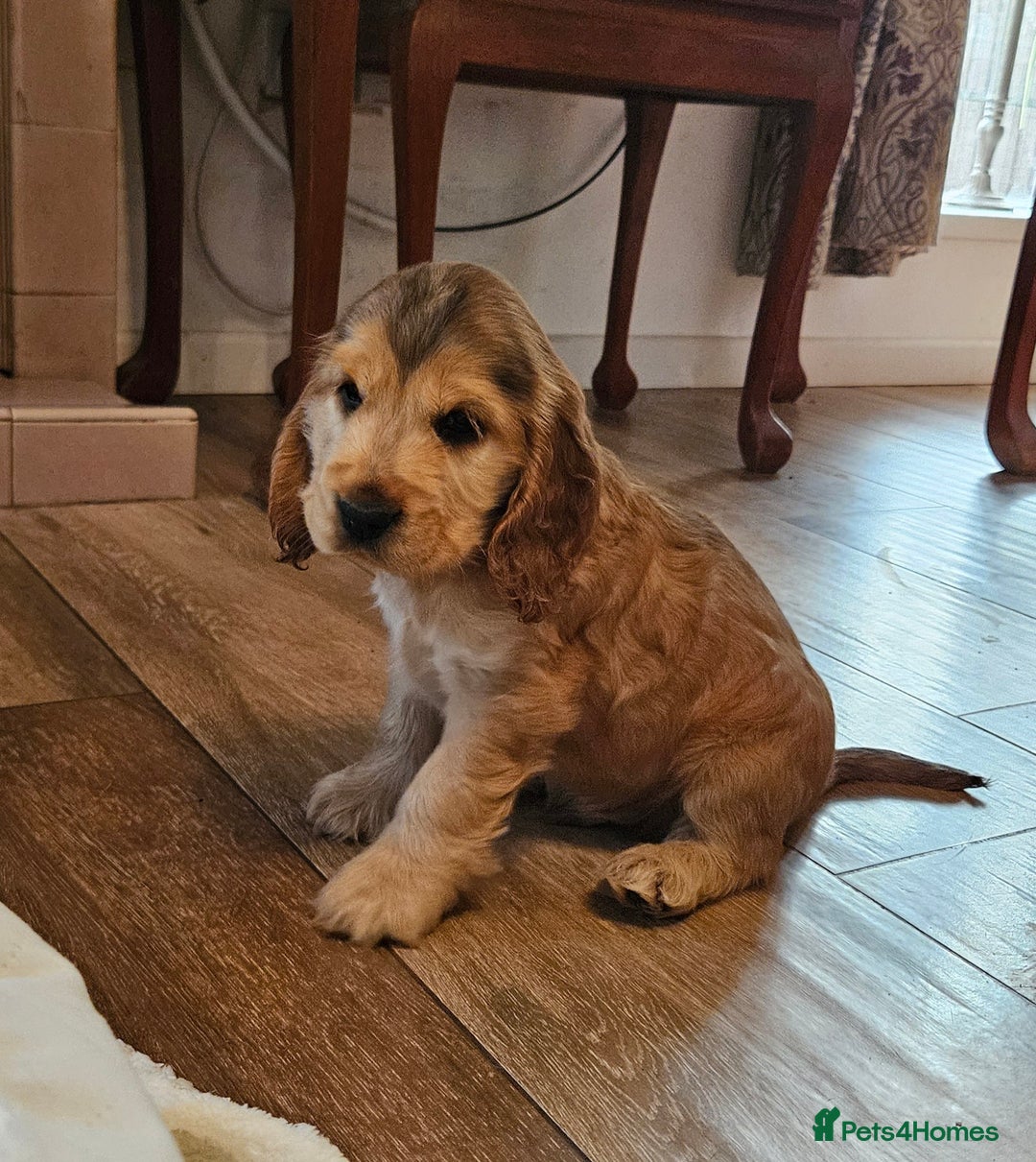 Cocker Spaniel dogs for sale: 🐾 KC Show Cocker Puppies 💛 Fully Health Tested  - Image 2