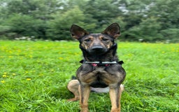 Belgian Shepherd Dog dogs for sale: Belgian Mal sisters and Cane Corso - Image 3