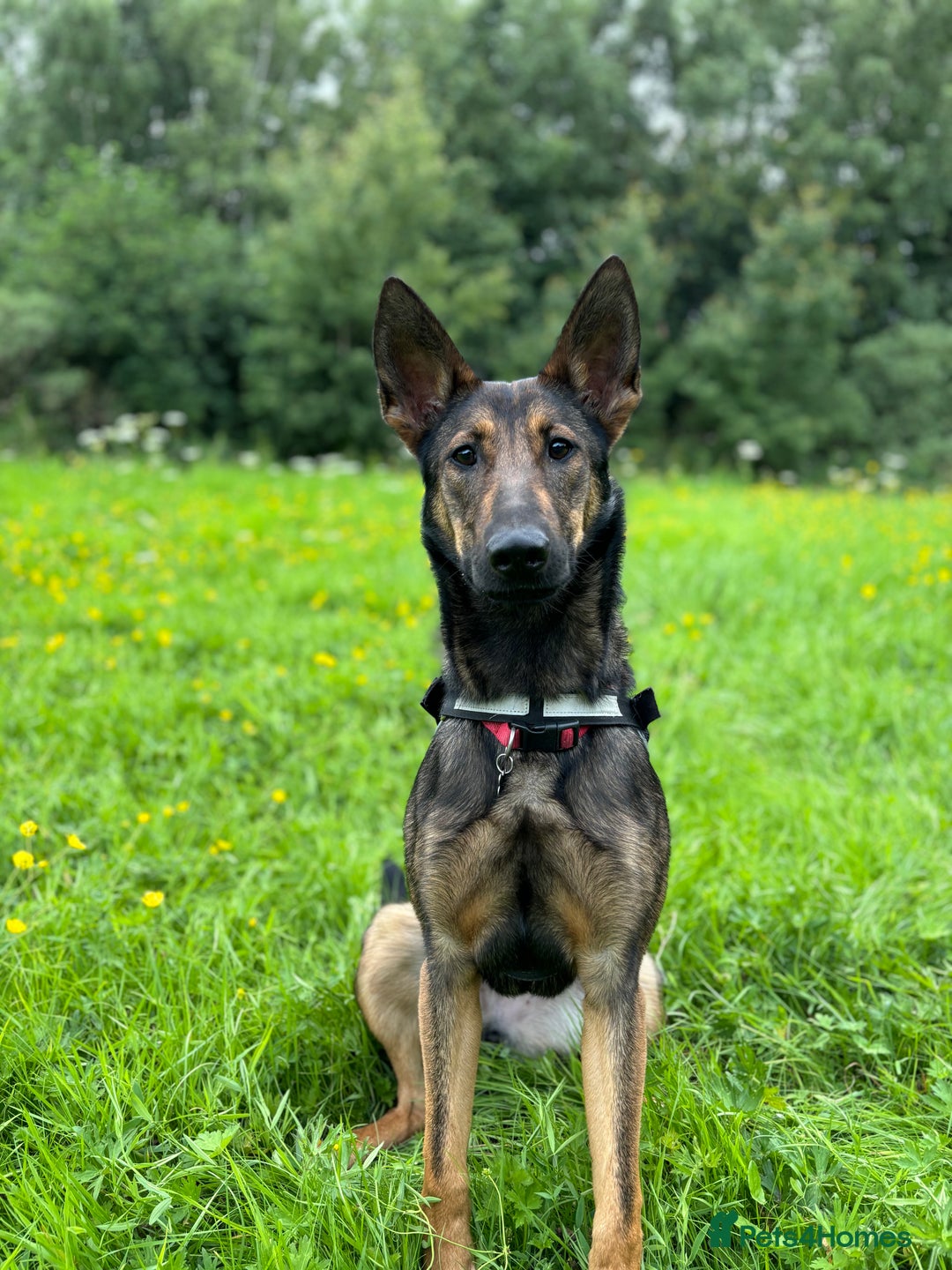Belgian Shepherd Dog dogs for sale: Belgian Mal sisters and Cane Corso - Image 3