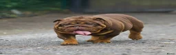 English Bulldog dogs for sale: EPIC BULLYZ PUPS in Halesowen - Advert 14
