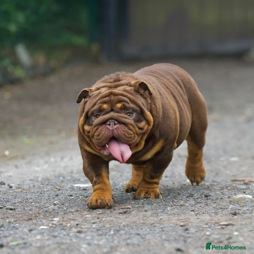 English Bulldog dogs for sale: EPIC BULLYZ PUPS in Halesowen - Advert 14