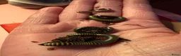 Millipedes invertebrates for sale: Bumblebee millipedes for sale  - Advert 4
