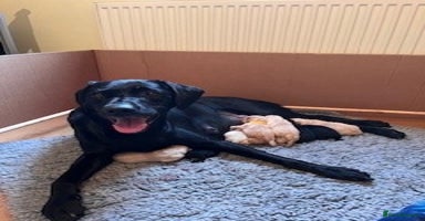 Labrador Retriever dogs - Advert 4