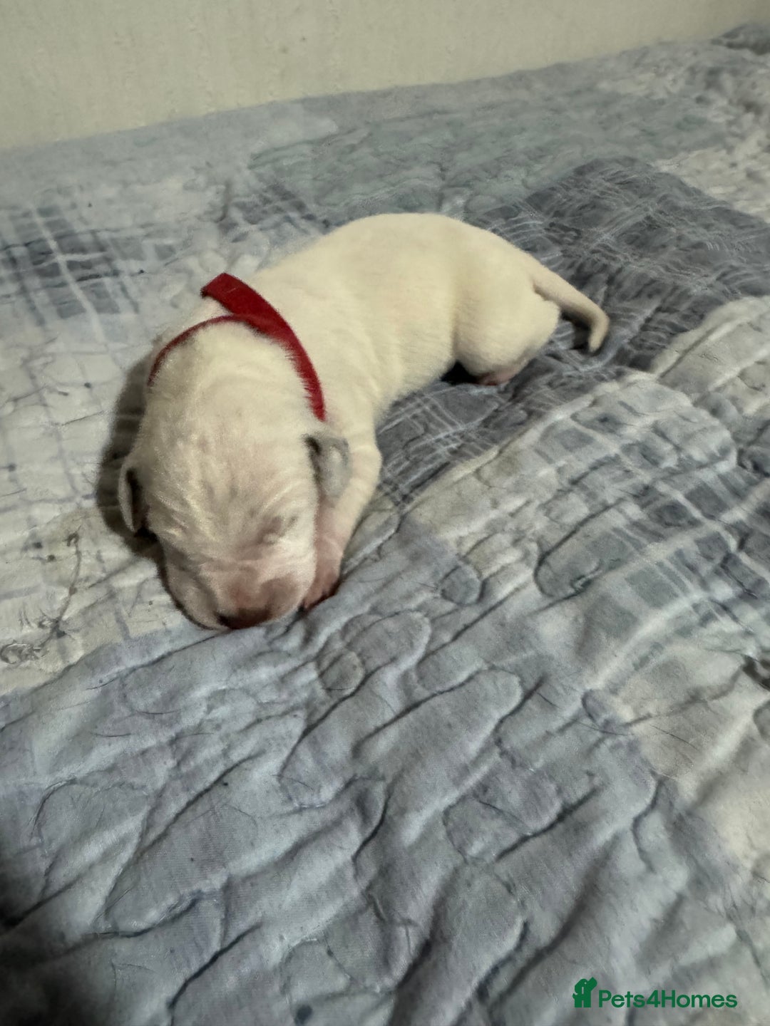 Dalmatian dogs for sale: KC Registered Dalmatian pups! - Advert 18