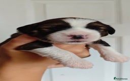 Tibetan Terrier dogs for sale: KC Tibetan Terrier Puppies For Sale😀 - Advert 6