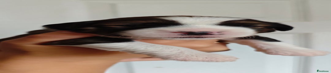 Tibetan Terrier Puppy 3