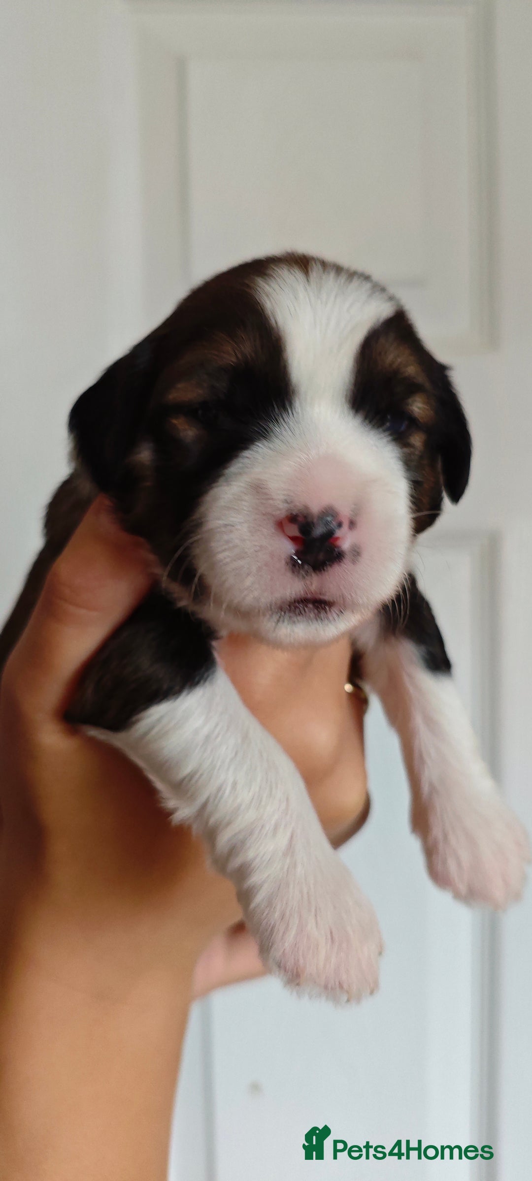 Tibetan Terrier dogs for sale: KC Tibetan Terrier Puppies For Sale😀 - Advert 6