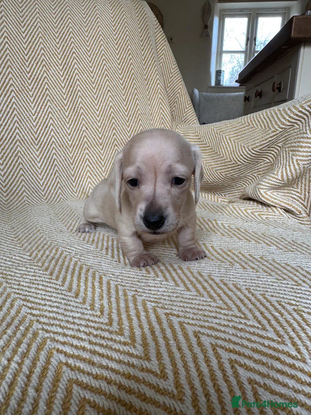 Miniature Dachshund dogs for sale: Cream miniature dachshunds-Petal’s Perfect Puppies - Advert 33