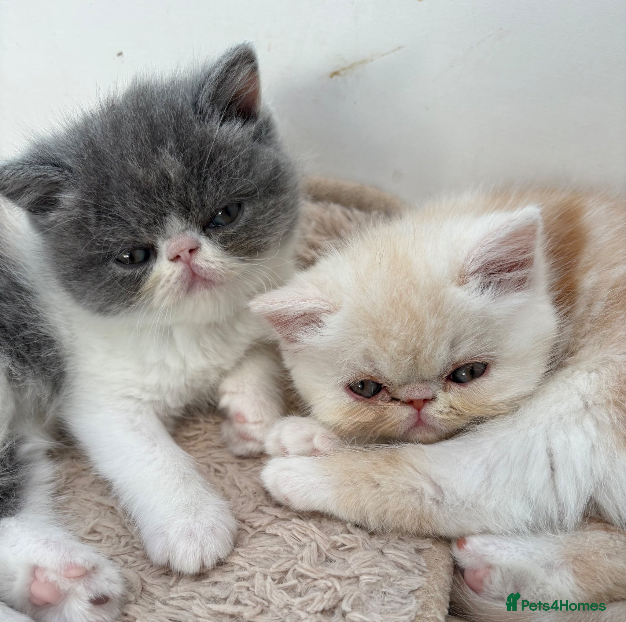 Exotic cats 4 Exotic Kittens  - Advert 2