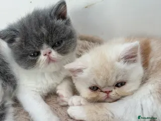 Exotic cats 4 Exotic Kittens - Advert 2