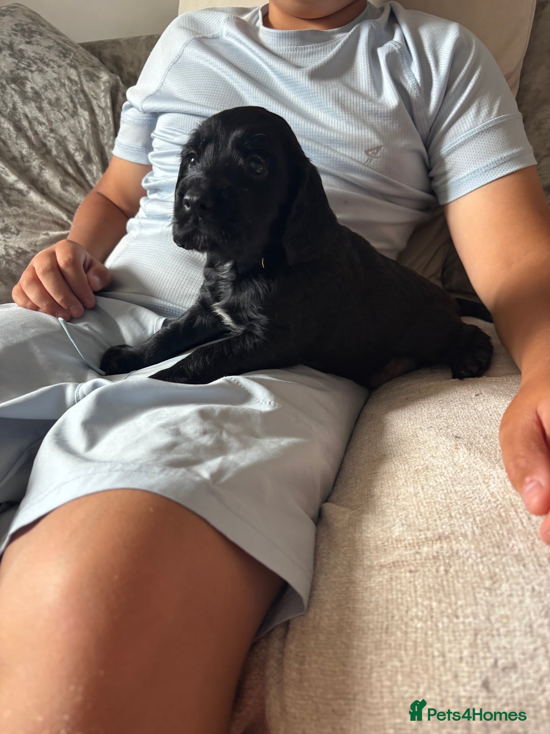 Cockapoo dogs for sale: 1 Cockapoo F1B Puppy left for sale  - Image 3