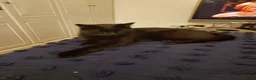 British Longhair cats for sale: Cat For Sale  in Durham - Advert 3