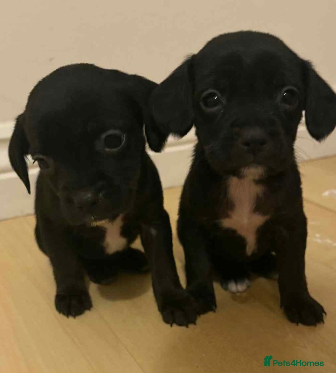 Mixed Breed dogs for sale: Puppies for sale  - Advert 1