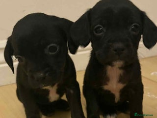 Mixed Breed dogs Puppies for sale - Advert 1