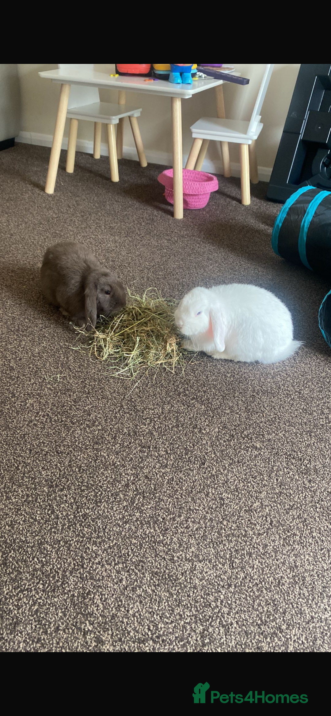 Mini Lop rabbits for sale: Mini lops bonded brother and sister - Image 1
