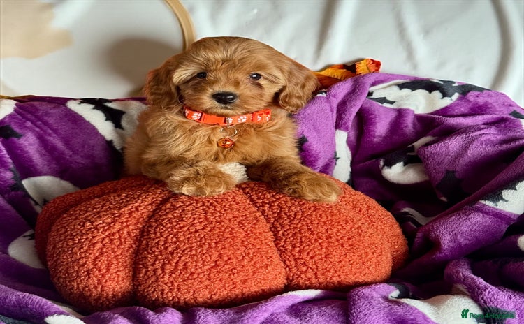 Cavapoo dogs - Advert 2