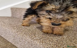 Mixed Breed dogs for sale: 3 x Fox Terrier crossed Welsh Terrier pups - Image 1
