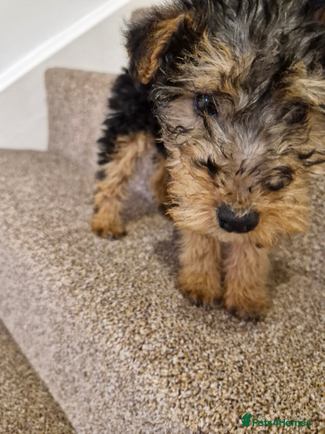 Mixed Breed dogs for sale: 3 x Fox Terrier crossed Welsh Terrier pups - Image 1