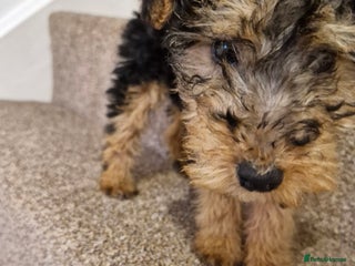 Mixed Breed dogs - Advert 2