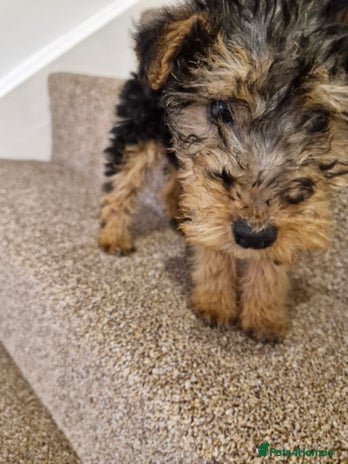 Mixed Breed dogs - Advert 2