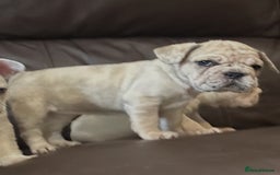 French Bulldog dogs for sale: Beautiful Frenchie babies-4 weeks free insurance - Image 13