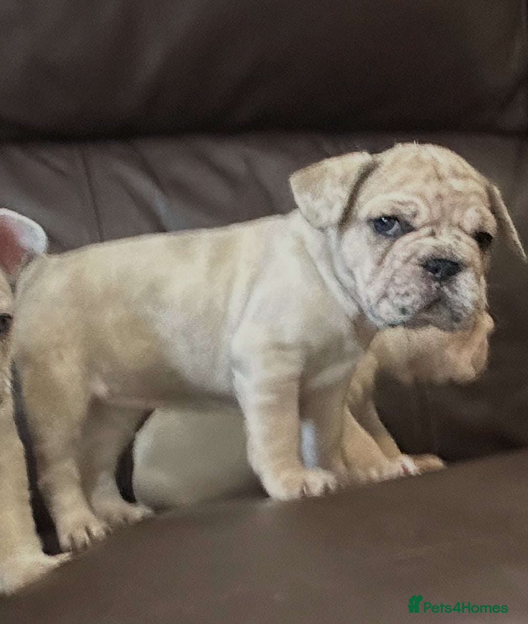 French Bulldog dogs for sale: Beautiful Frenchie babies-4 weeks free insurance - Image 13