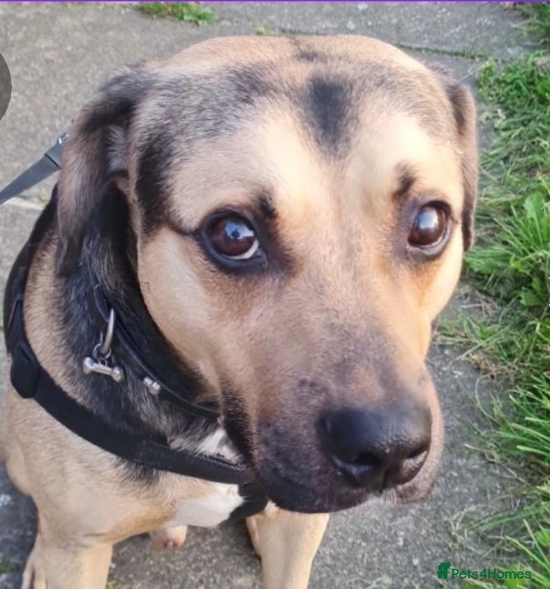 Mixed Breed dogs Rolo Sizzla - Advert 1