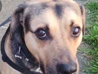 Mixed Breed dogs Rolo Sizzla - Advert 1