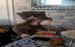 Persian cats for sale: Full pedigree Persian kittens available  - Image 9