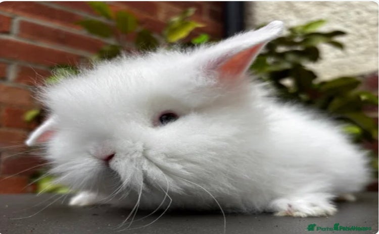 Lionhead rabbits - Advert 2