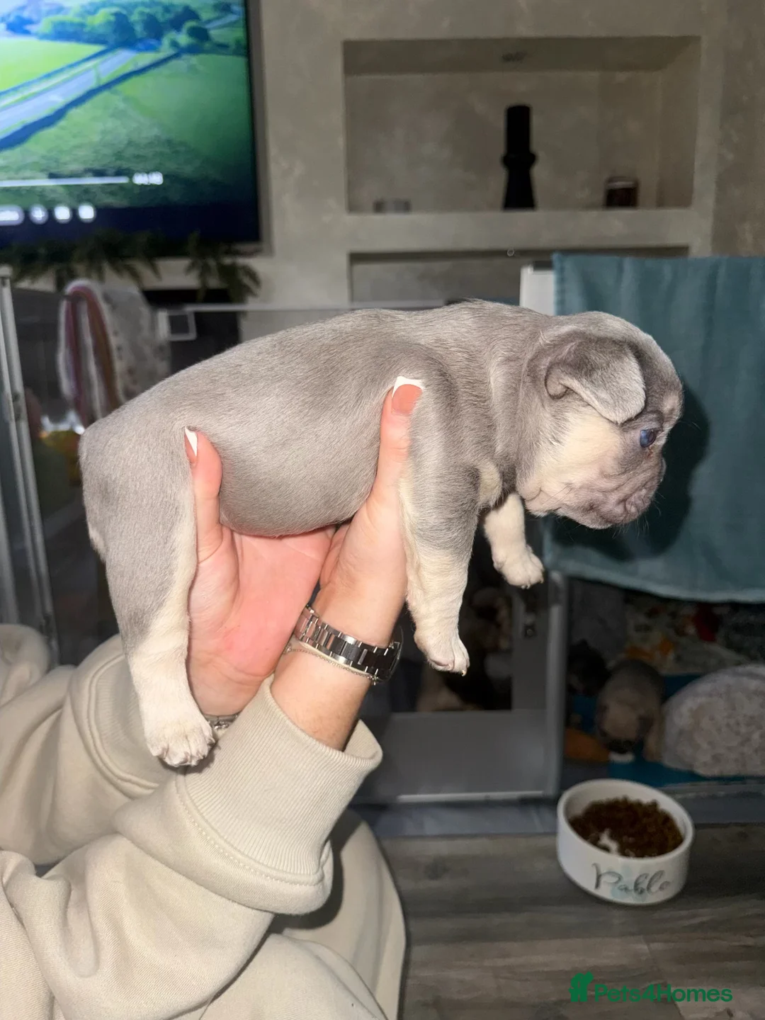 French Bulldog dogs for sale: Elegant Litter of Six KC Registered French Bulldog - Advert 16
