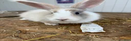 Mini Lop rabbits for sale: Mini lops-raised indoors-vaccinated  - Advert 23