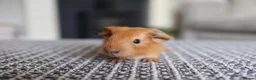 Guinea Pig rodents for sale: Beautiful Baby Guinea Pigs – Ready to Reserve  - Advert 10