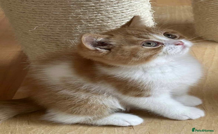 British Shorthair cats - Advert 9