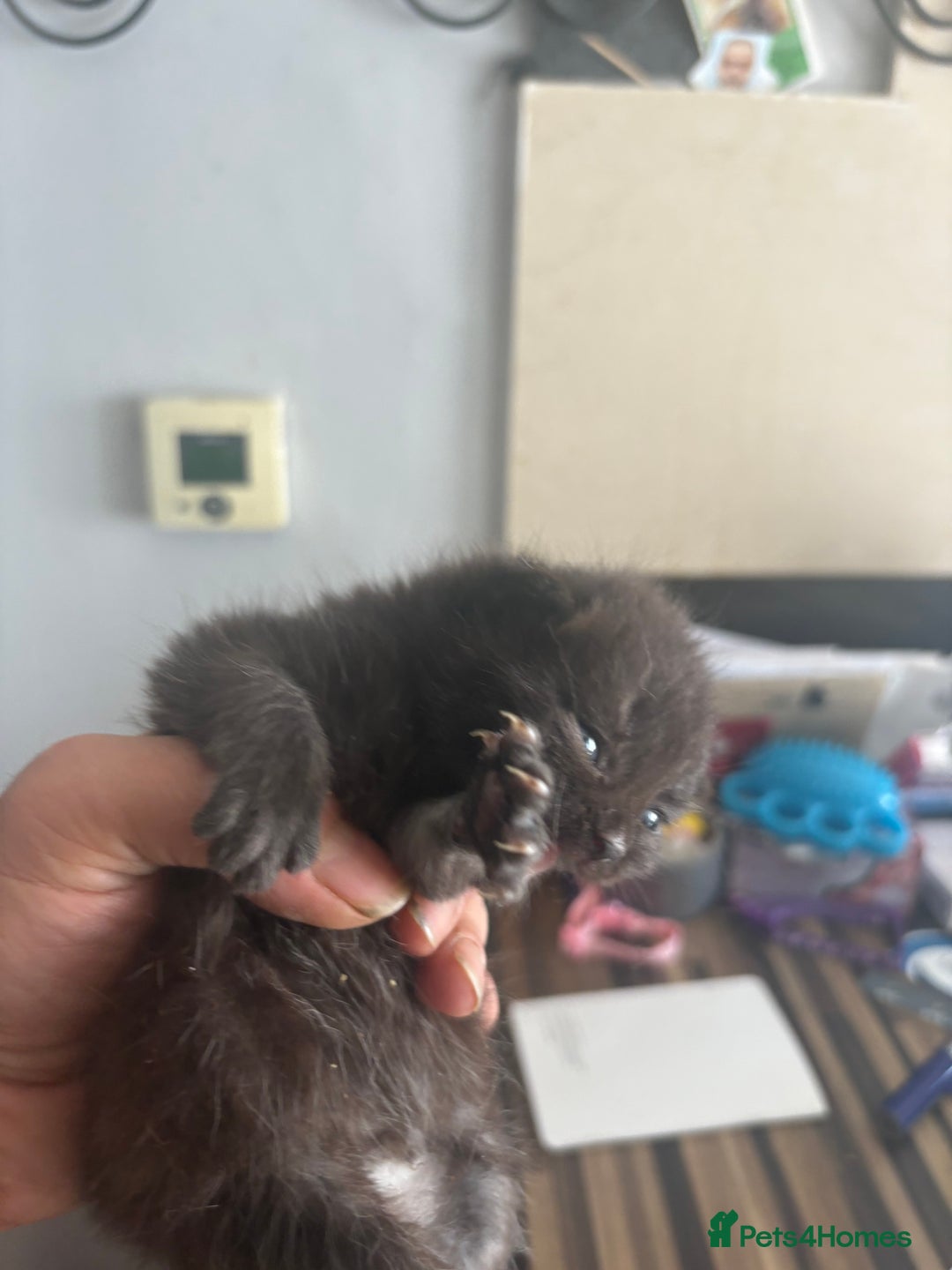British Shorthair cats for sale: British Shorthair kittens chocolate/grey - Image 16