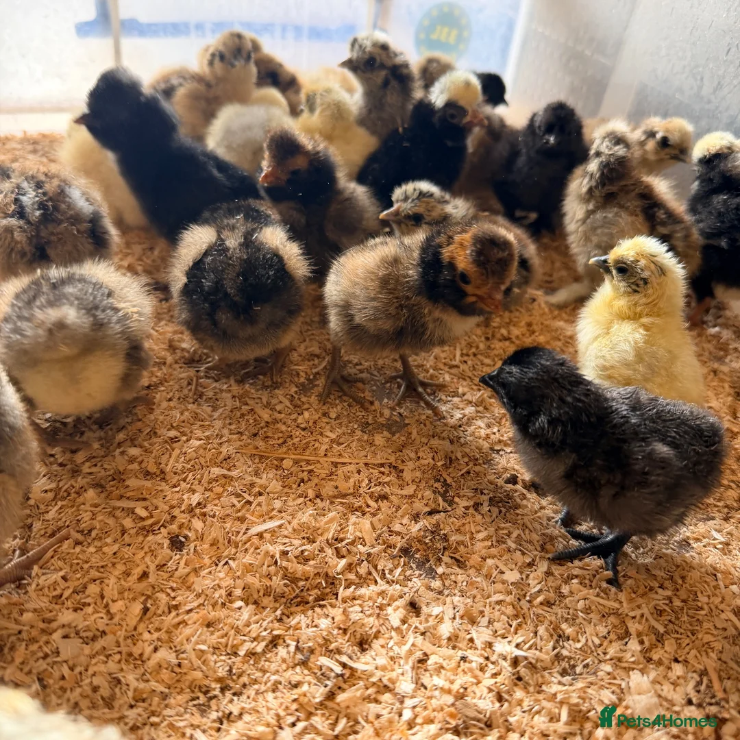 Chickens poultry for sale: Silkies & polish chicks  - Advert 1