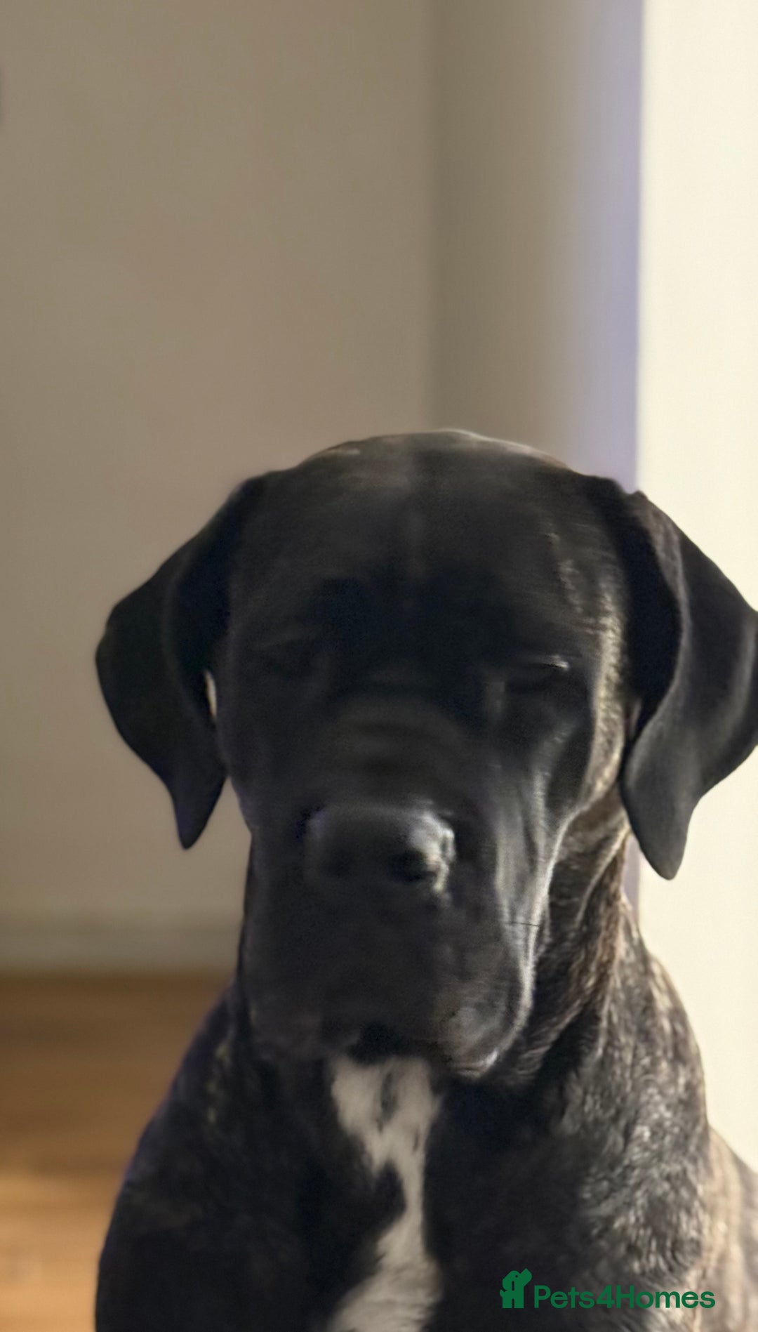 Cane Corso dogs for sale: Cane corso puppies  - Advert 8