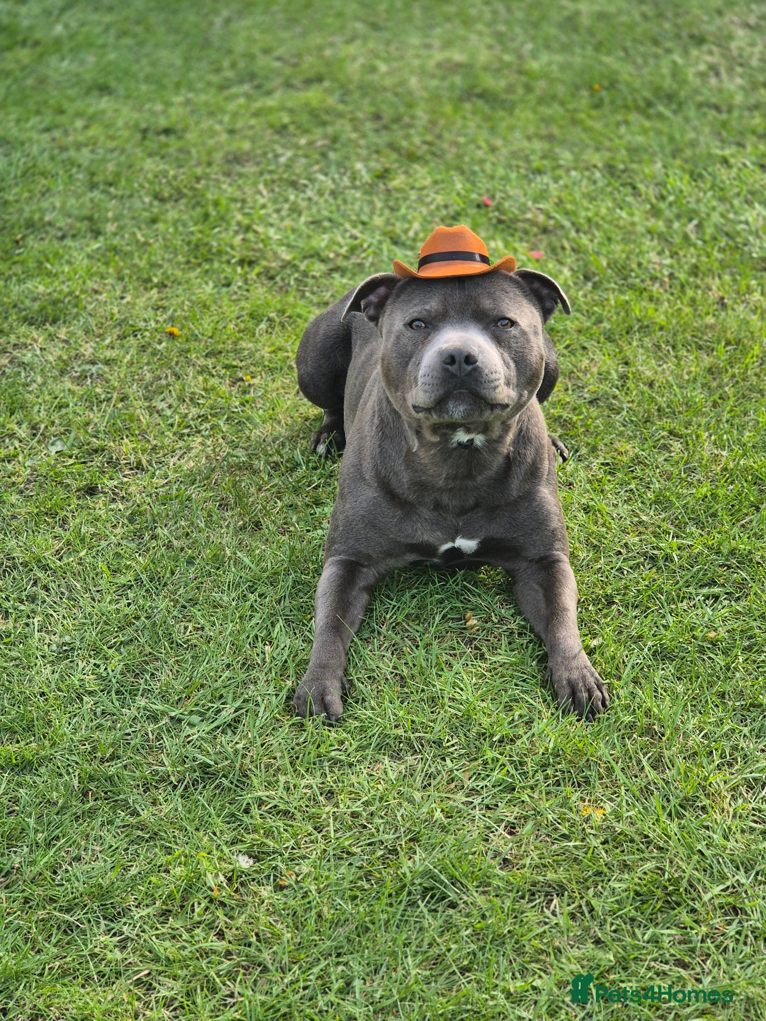 Staffordshire Bull Terrier dogs 👑Champion Blue Bloodline👑 - Axel - Advert 17